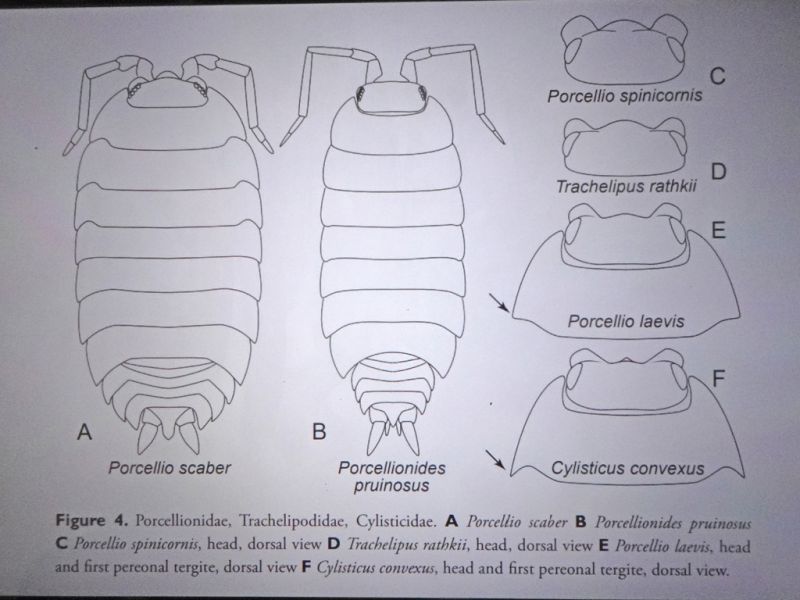 Porcellionidae.JPG