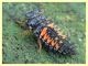 Harmonia axyridis larva - tenuta san Rossore - Pisa dal 28.6 al 2.7.2021 - (1).JPG