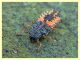 Harmonia axyridis larva - tenuta san Rossore - Pisa dal 28.6 al 2.7.2021 - (2).JPG