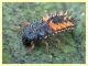Harmonia axyridis larva - tenuta san Rossore - Pisa dal 28.6 al 2.7.2021 - (3).JPG