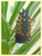 Harmonia axyridis larva - tenuta san Rossore - Pisa dal 28.6 al 2.7.2021 - (5).JPG