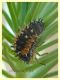Harmonia axyridis larva - tenuta san Rossore - Pisa dal 28.6 al 2.7.2021 - (4).JPG