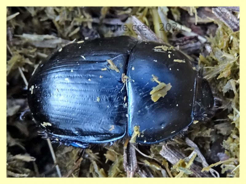 scarab. - tenuta san rossore Pisa dal 28.6 al 2.7.2021 - (1).JPG