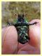 scarab. - tenuta san rossore Pisa dal 28.6 al 2.7.2021 - (2).JPG
