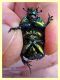scarab. - tenuta san rossore Pisa dal 28.6 al 2.7.2021 - (3).JPG