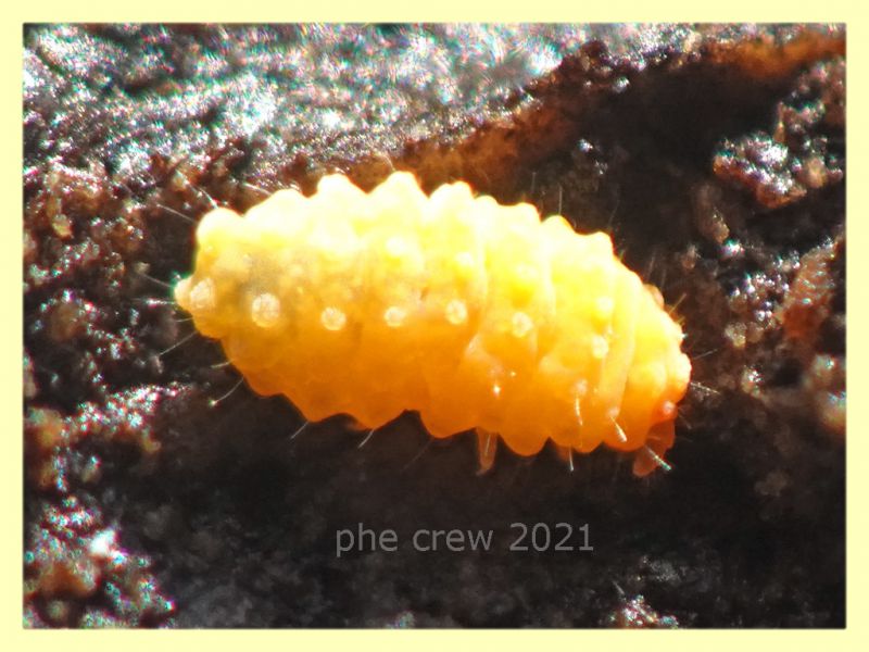 Bilobella aurantiaca Neanuridae - Padiglione - 2.2.2021 - (9).JPG