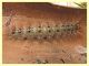Lymantria dispar larva 60 mm. - Anzio - 20.6.2021 - (1).JPG