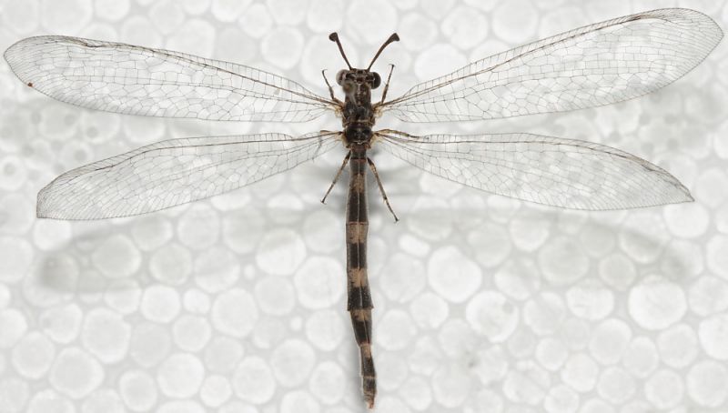 Myrmeleon inconspicuus1.JPG