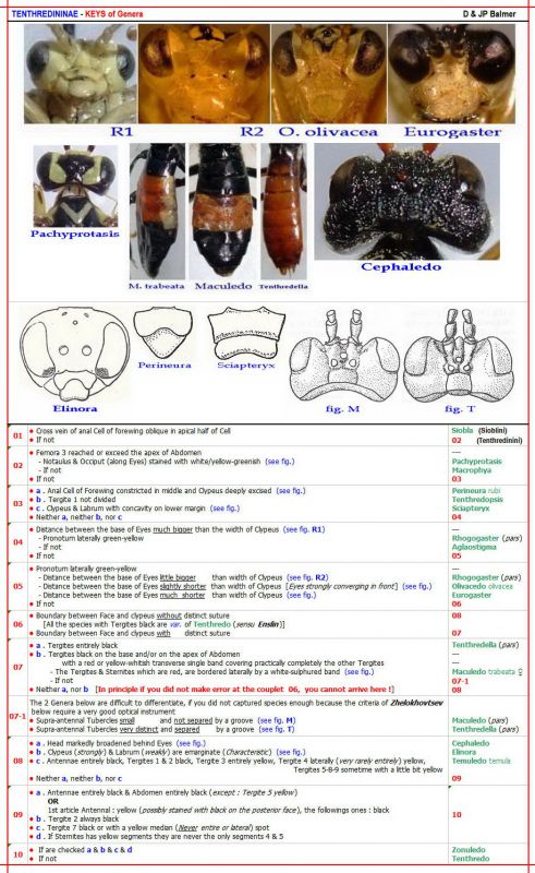 TENTHREDININAE - Clé du 14.12.20 - en ANGLAIS (au 23.07.2021) - Image.jpg