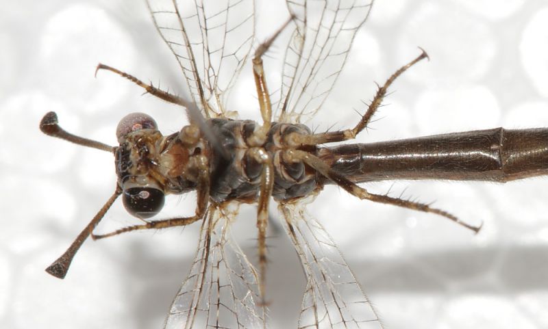 Myrmeleon inconspicuus4.JPG