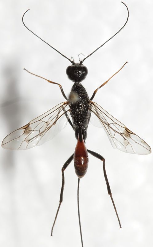 Ichneumonidae ID1.JPG
