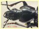 Platynus krynickii con testa 11 mm. - tenuta san rossore - Pisa - 2.7.2021 - (2).JPG