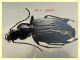 Platynus krynickii con testa 13 mm. - tenuta san rossore - Pisa - 2.7.2021 - (1).JPG