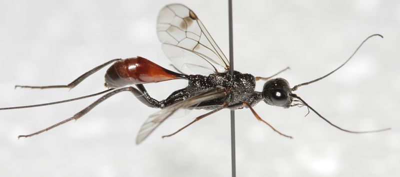 Ichneumonidae ID2.JPG