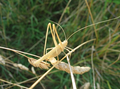 cavalletta color paglia.jpg