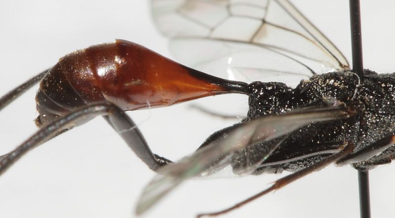 Ichneumonidae ID4.JPG