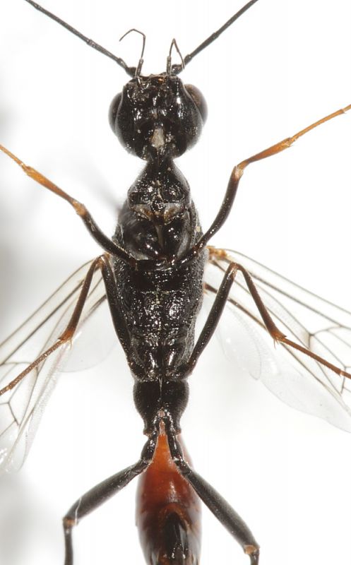 Ichneumonidae ID5.JPG