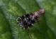 Diptera-Platystomydae--V-Tazza-21-07-2021-1.jpg