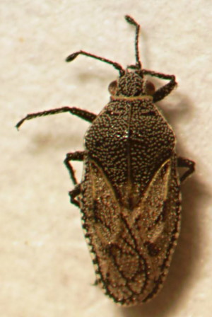 Tingidae_1-8-210708.jpg