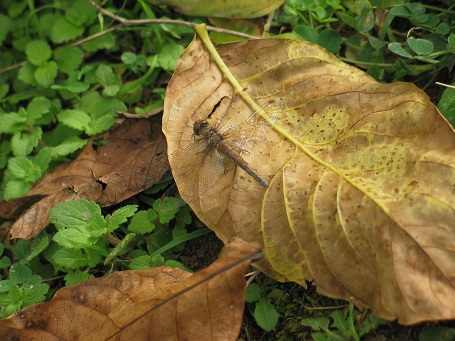 sympetrum leggera.jpg