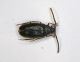 aderide 1.6mm.JPG