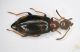 Anthicide03 2.5mm.JPG