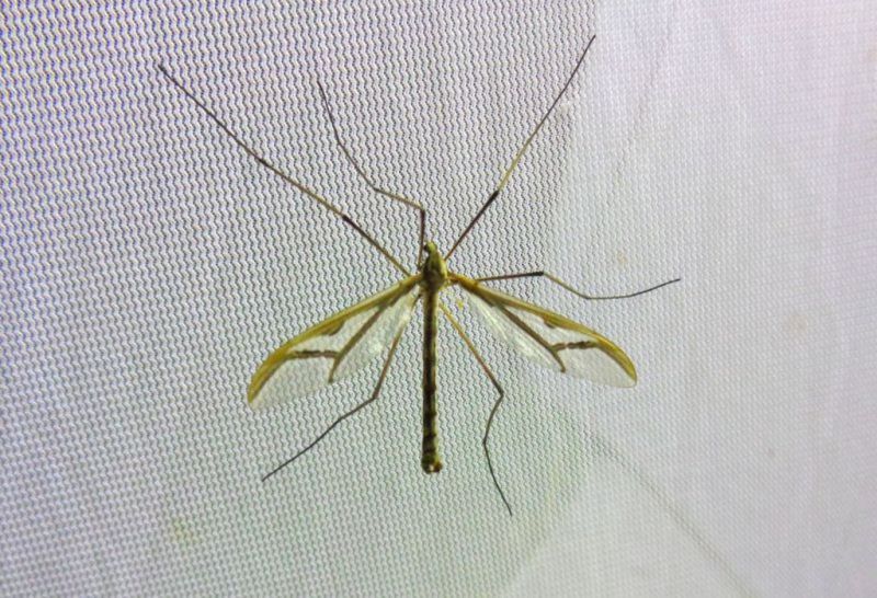 Tipula fei.jpg