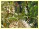 Uromenus brevicollis - Bultei zona Bidighinzos 864 m. s.l.m. - 13.8.2011 - (3).JPG