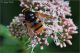 Eristalis_9790-JGf.jpg