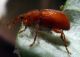 Apion sp. 2 (18-7-21 Soto Cantalobos).jpg