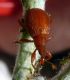 Apion sp. 3 (18-7-21 Soto Cantalobos).jpg