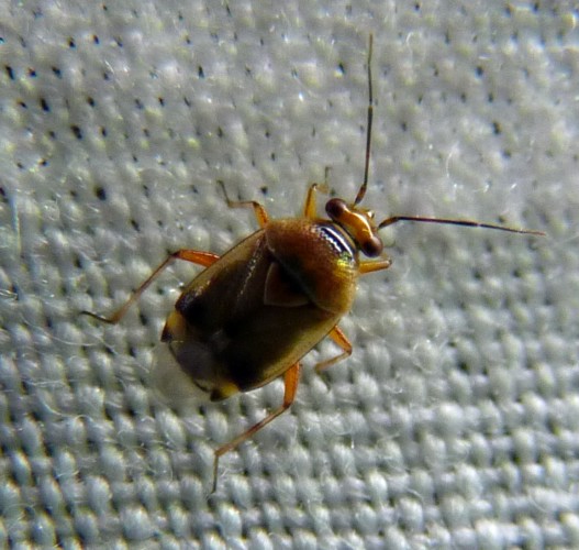 Deraeocoris sp. (24-7-21 Alcazaba).jpg