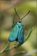 Adscita_0329-JWf.jpg