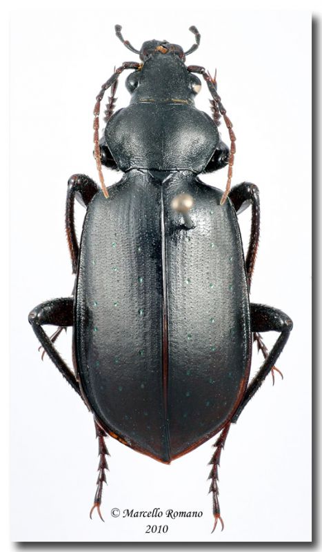 Calosoma algiricum_01.jpg