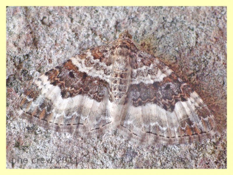 probabile Epirrhoe alternata - Anzio 21.10.2011 -.JPG