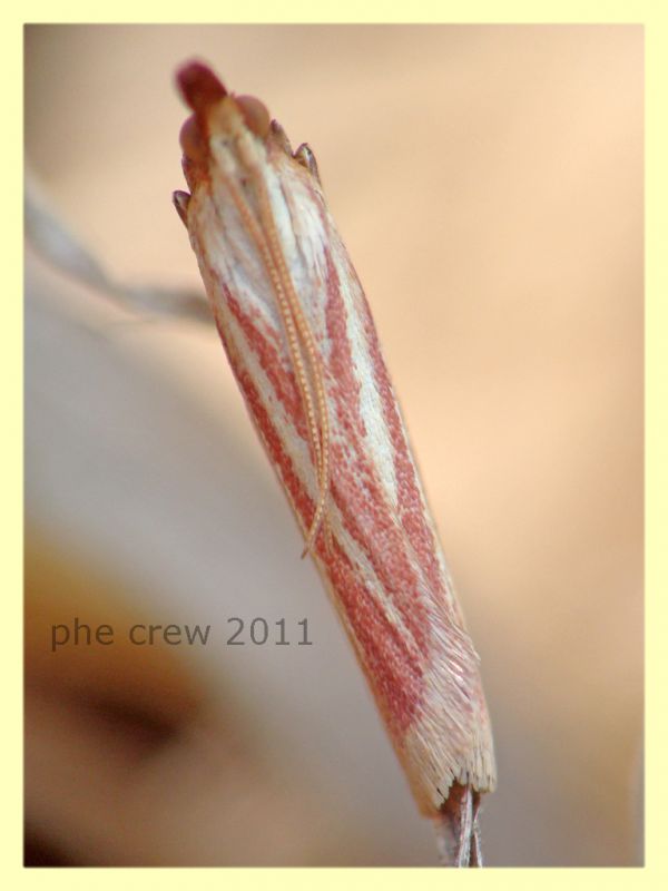 Pyralidae - Anzio - 1.8.2011 (1).JPG