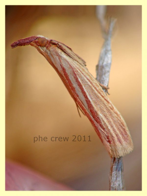 Pyralidae - Anzio - 1.8.2011 (2).JPG