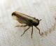 Kelisia sp. (25-7-21 Aguadulce).JPG