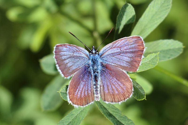 Plebejus argus (4).jpg