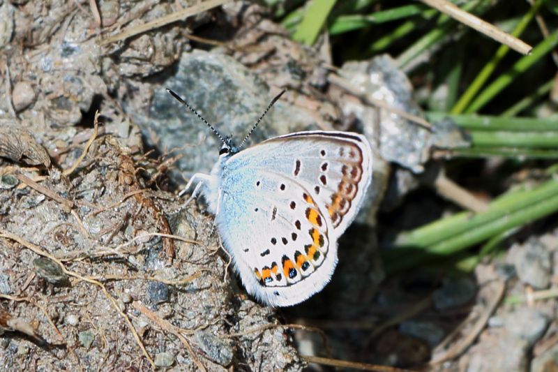 Plebejus argus .JPG