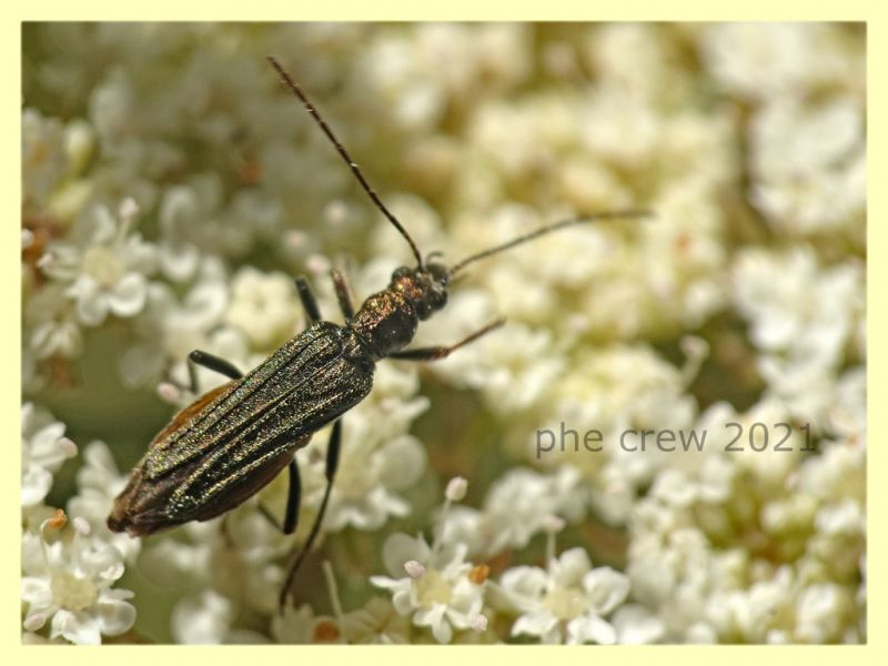 Oedemera flavipes - femmina - Trastrvere RM - 9.8.2021 - (2).JPG