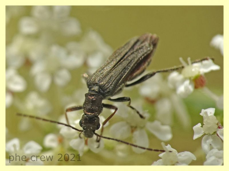 Oedemera flavipes - femmina - Trastrvere RM - 9.8.2021 - (5).JPG