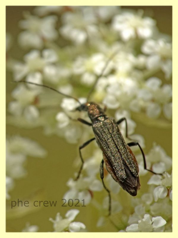 Oedemera flavipes - femmina - Trastrvere RM - 9.8.2021 - (7).JPG