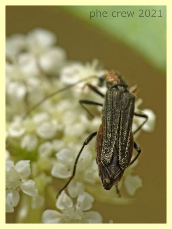 Oedemera flavipes - femmina - Trastrvere RM - 9.8.2021 - (11).JPG