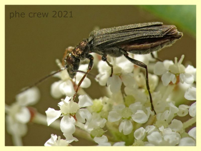 Oedemera flavipes - femmina - Trastrvere RM - 9.8.2021 - (13).JPG