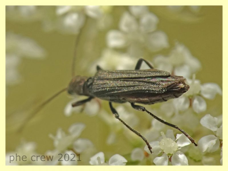 Oedemera flavipes - femmina - Trastrvere RM - 9.8.2021 - (6).JPG