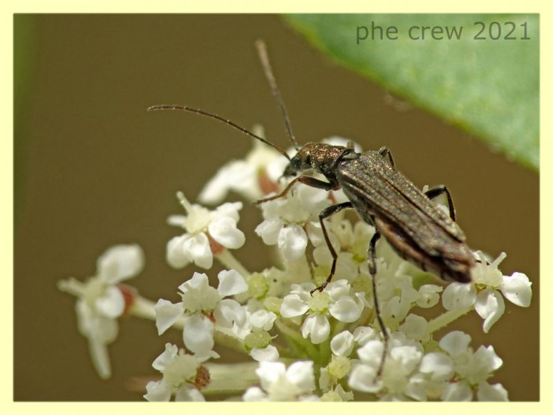 Oedemera flavipes - femmina - Trastrvere RM - 9.8.2021 - (12).JPG