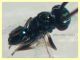 adulto 1 mm. senza antenne - 9.7.2021 - (55).JPG