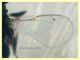 adulto 1 mm. senza antenne - 9.7.2021 - (37).JPG