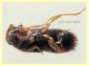 Stafilino 3 mm. - tenuta san rossore  Pisa - 2.7.2021 - (2).JPG